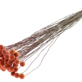 QC Dried Craspedia on stem | Colour: Frosted Salmon | Craspedia Stem Decoration | Length ± 70 centimetres | 10 stems per bunch
