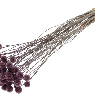 QC Gedroogde Craspedia op steel | Kleur: Milkapaars | Craspedia Bijsteker | Lengte ± 70 centimeter | 10 takken per bos
