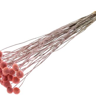 QC Getrocknete Craspedia auf Stiel | Farbe: Frosted Rosa | Craspedia-Stecker | Länge ± 70 Zentimeter | 10 Stiele pro Bund
