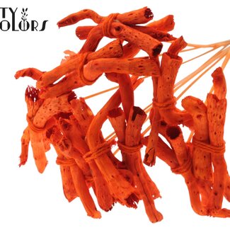 QC Gandiraj Écorces sur tige | Couleur : Orange | Gandiraj Piquet décoratif | Longueur ± 50 centimètres | 10 piquets décoratifs par bouquet