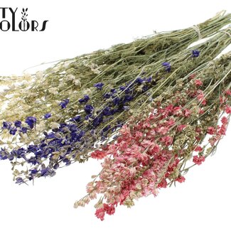 QC Gedroogd Ridderspoor | Kleur: Gemengde Kleuren | Delphinium Droogbloemen | Lengte ± 70 centimeter | Per bos