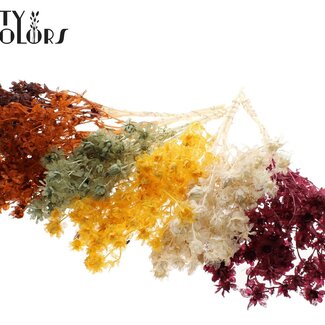QC Gedroogde Carthamus | Pumpkin Mix | Kleur: Gemengde Kleuren | Saffloer of Bidens Droogbloemen | Lengte ± 70 centimeter | Per bos