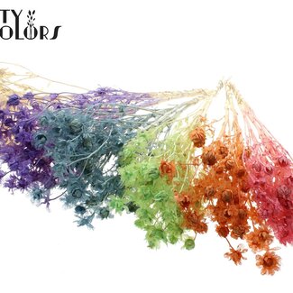 QC Getrocknete Carthamus | Farbe: Frosted Intens Gemischte Farben | Färberdistel oder Bidens Trockenblumen | Länge ± 70 Zentimeter | Pro Bund