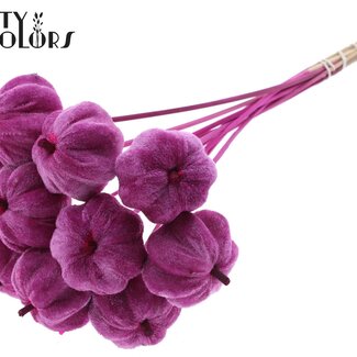 QC Fluwelen Pompoen op stok | Kleur: Lilakleurig | Pompoen Bijsteker | Diameter pompoen 6 centimeter | Lengte ± 50 centimeter | 10 bijstekers per bos