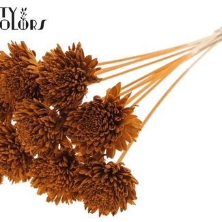 QC Shola Houten Zinnia sur tige | Couleur : Terre cuite | Shola Zinia Pique-fleur | Diamètre de la fleur 8 centimètres | Longueur du pique-fleur ± 50 centimètres | 10 piques par bouquet