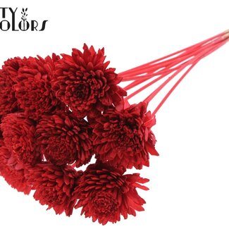 QC Shola Wooden Zinnia on Stick | Colour: Red | Shola Zinnia Flower Stick | Flower Diameter 8 centimetres | Stick Length ± 50 centimetres | 10 sticks per bunch