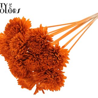 QC Shola Houten Zinnia sur tige | Couleur : Orange | Shola Zinia Pique-fleur | Diamètre de la fleur 8 centimètres | Longueur du pique-fleur ± 50 centimètres | 10 piques-fleurs par bouquet