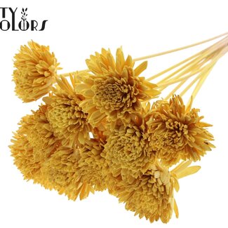 QC Shola Houten Zinnia op stok | Kleur: Geel | Shola Zinia Bijsteker | Diameter bloem 8 centimeter | Lengte bijsteker ± 50 centimeter | 10 bijstekers per bos