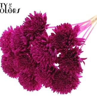 QC Shola Houten Zinnia sur tige | Couleur : Lilas | Shola Zinia Pique | Diamètre de la fleur 8 centimètres | Longueur de la pique ± 50 centimètres | 10 piques par bouquet