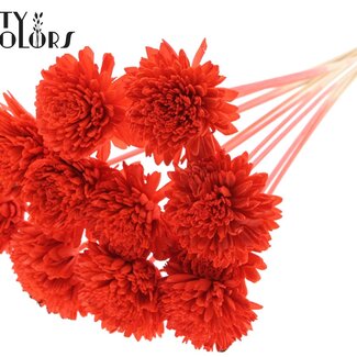 QC Shola Houten Zinnia sur tige | Couleur : Corail | Shola Zinia Pique-fleur | Diamètre de la fleur 8 centimètres | Longueur du pique-fleur ± 50 centimètres | 10 piques-fleurs par bouquet