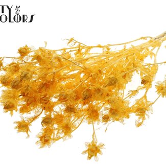 QC Gedroogde Carthamus | Kleur: Intens Abrikooskleurig | Saffloer of Bidens Droogbloemen | Lengte ± 70 centimeter | Per bos