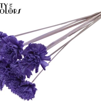 QC Shola Houten Karnish Fleur sur tige | Couleur : Lilas lait | Fleur Karnish Shola Bijsteker | Diamètre de la fleur 6 centimètres | Longueur du bijsteker ± 50 centimètres | 10 bijstekers par bouquet