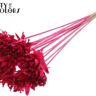 QC Shola Dennenhouten Fleur sur tige | Couleur : Cerise | Shola Slice Pine Piquet décoratif | Diamètre de la fleur 6 centimètres | Longueur ± 50 centimètres | 10 piquets décoratifs par bouquet
