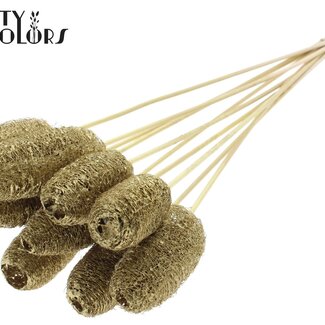 QC Mini Luffa Éponge sur tige | Couleur : Doré | Luffa Pique-fleurs | Longueur ± 50 centimètres | 10 piques par bouquet