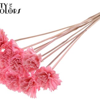 QC Shola Houten Karnish Bloem op stok | Kleur: Lichtroze | Shola Karnish Flower Bijsteker | Diameter bloem 6 centimeter | Lengte bijsteker ± 50 centimeter | 10 bijstekers per bos