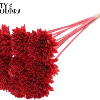 QC Shola Houten Zinnia sur tige | Couleur : Rouge | Shola Zinia Pique-fleur | Diamètre de la fleur 6 centimètres | Longueur du pique-fleur ± 50 centimètres | 10 piques-fleurs par bouquet
