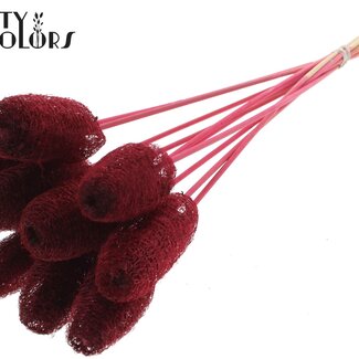 QC Mini Luffa Spons op stok | Kleur: Bordeauxrood | Luffa Bijsteker | Lengte ± 50 centimeter | 10 bijstekers per bos