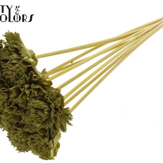 QC Shola Houten Karnish Fleur sur tige | Couleur : Vert olive | Shola Karnish Fleur Pique | Diamètre de la fleur 6 centimètres | Longueur de la pique ± 50 centimètres | 10 piques par bouquet