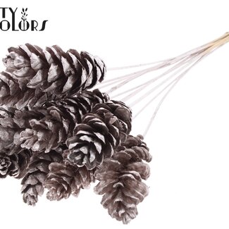 QC Pomme de pin Strobus sur tige | Couleur : Champagne | Pique à pomme de pin | Diamètre 10 - 15 centimètres | Longueur ± 50 centimètres | 10 piques par bouquet