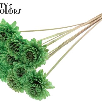 QC Shola Houten Zinnia op stok | Kleur: Mintgroen | Shola Zinia Bijsteker | Diameter bloem 6 centimeter | Lengte bijsteker ± 50 centimeter | 10 bijstekers per bos