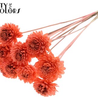 QC Shola Holz Zinnia auf Stiel | Farbe: Korallenfarbe | Shola Zinnia Einstecker | Durchmesser Blume 6 Zentimeter | Länge Einstecker ± 50 Zentimeter | 10 Einstecker pro Bund