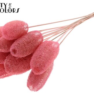 QC Mini-Luffa-Schwamm auf Stiel | Farbe: Hellrosa | Luffa-Stecker | Länge ± 50 Zentimeter | 10 Stecker pro Bund