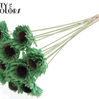 QC Shola Houten Madelief Zonnebloem sur tige | Couleur : Vert menthe | Shola Daisy Tournesol Pique | Diamètre de la fleur 6 centimètres | Longueur du pique ± 50 centimètres | 10 piques par bouquet