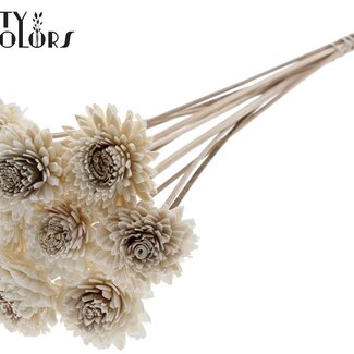 QC Shola Houten Zinnia sur tige | Couleur : Naturel Blanc Brun | Shola Zinia Pique-fleur | Diamètre de la fleur 6 centimètres | Longueur du pique-fleur ± 50 centimètres | 10 piques-fleurs par bouquet