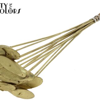 QC Disque en bois ovale sur bâton | Couleur : Doré | Disque en bois à piquer | Diamètre 5 - 7 centimètres | Longueur ± 50 centimètres | 10 piques par bouquet