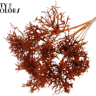 QC Dry Tree auf Stiel | Farbe: Orange | Straußstecker | Länge des Steckers ± 50 Zentimeter | 10 Stecker pro Bund