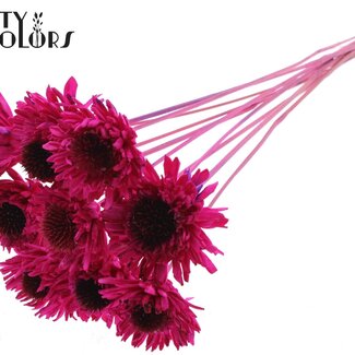 QC Shola Houten Madelief Sonnenblume auf Stiel | Farbe: Fliederfarben | Shola Daisy Sonnenblume Stecker | Durchmesser Blume 6 Zentimeter | Länge Stecker ± 50 Zentimeter | 10 Stecker pro Bund