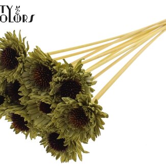 QC Shola Houten Madelief Zonnebloem sur tige | Couleur : Vert olive | Shola Daisy Sunflower Piquet | Diamètre de la fleur 6 centimètres | Longueur du piquet ± 50 centimètres | 10 piquets par bouquet