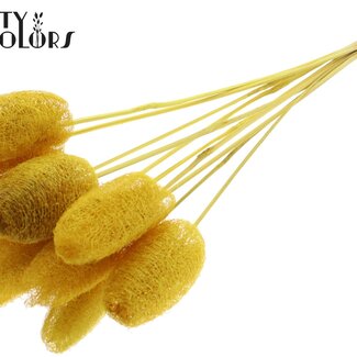 QC Mini Loofah Sponge on Stick | Colour: Yellow | Loofah Plant Stake | Length ± 50 centimetres | 10 stakes per bunch