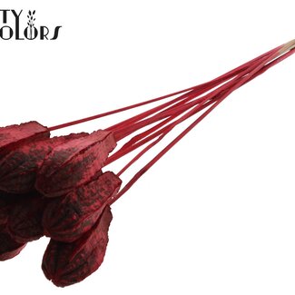 QC Mahogany Seed Pod on Stick | Colour: Red | Swietenia Mahagoni Dried Fruit Stick | Stick Length ± 50 centimetres | 10 sticks per bunch