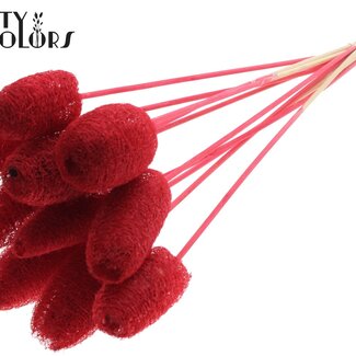 QC Mini Luffa Schwamm auf Stiel | Farbe: Rot | Luffa Einstecker | Länge ± 50 Zentimeter | 10 Einstecker pro Bund