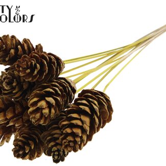 QC Strobus Pine Cone on Stick | Colour: Yellow | Pine Cone Stick-in | Diameter 10 - 15 centimetres | Length ± 50 centimetres | 10 stick-ins per bunch