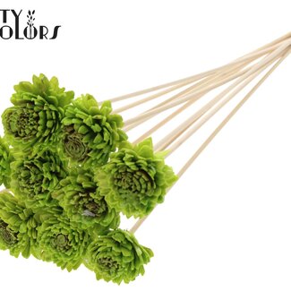 QC Shola Houten avec Zinnia sur tige | Couleur : Vert clair | Shola Zinia Pique-fleur | Diamètre de la fleur 6 centimètres | Longueur de la pique-fleur ± 50 centimètres | 10 piques-fleurs par bouquet