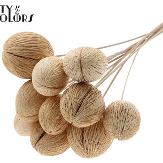 QC Mintolla Zaaddoos op stok | Kleur: Wit Gebleekt | Pong Pong Mintolla Bijsteker Droogdecoratie | Lengte ± 50 centimeter | 5 bijstekers per bos