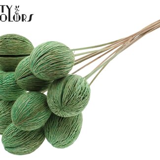 QC Mintolla Boule de Graines sur Tige | Couleur : Vert Menthe Intense | Pong Pong Mintolla Pique Décorative Sèche | Longueur ± 50 centimètres | 10 piques par bouquet