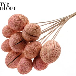QC Mintolla Seed Pod on Stick | Colour: Intense Light Pink | Pong Pong Mintolla Pick Dry Decoration | Length ± 50 centimetres | 10 picks per bunch