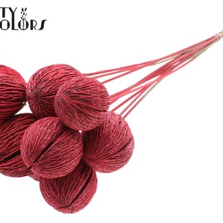 QC Mintolla Seed Pod on Stick | Colour: Intense Red | Pong Pong Mintolla Pick Dry Decoration | Length ± 50 centimetres | 10 picks per bunch