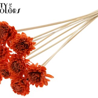 QC Shola Houten avec Zinnia sur tige | Couleur : Orange | Shola Zinia Pique-fleur | Diamètre de la fleur 6 centimètres | Longueur du pique-fleur ± 50 centimètres | 10 piques-fleurs par bouquet