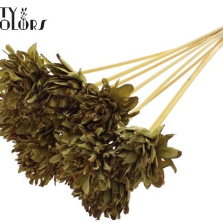 QC Shola Tannenzapfen Blume am Stiel | Farbe: Olivgrün | Shola Slice Pine Steckblume | Durchmesser Blume 6 Zentimeter | Länge ± 50 Zentimeter | 10 Steckblumen pro Bund