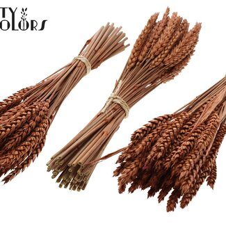 QC Strauß Getrockneter Mini-Weizen | Farbe: Terrakotta | Triticum Trockenblumen | Länge ± 25 Zentimeter | Pro 10 Bündel