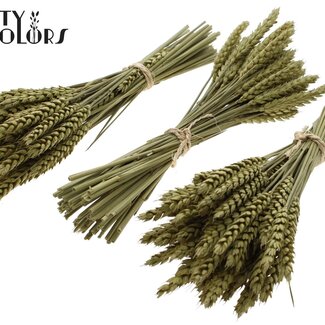 QC Bouquet de Mini Blé Séché | Couleur : Vert Olive | Triticum Fleurs Séchées | Longueur ± 25 centimètres | Par 10 bottes