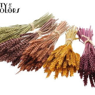 QC Bouquet de Mini Blé Séché | Mélange de Citrouille | Couleur : Couleurs Mixtes | Triticum Fleurs Séchées | Longueur ± 25 centimètres | Par 10 bottes