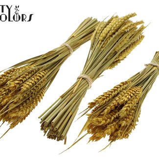 QC Boeket Gedroogde Mini Tarwe | Kleur: Geel | Triticum Droogbloemen | Lengte ± 25 centimeter | Per 10 bossen