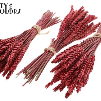 QC Dried Mini Wheat Bouquet | Colour: Red | Triticum Dried Flowers | Length ± 25 centimetres | Per 10 bunches
