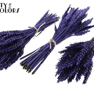 QC Bouquet of Dried Mini Wheat | Colour: Metallic Purple | Triticum Dried Flowers | Length ± 25 centimetres | Per 10 bunches