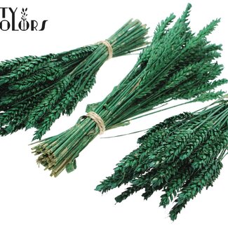 QC Boeket Gedroogde Mini Tarwe | Kleur: Metallic Groen | Triticum Droogbloemen | Lengte ± 25 centimeter | Per 10 bossen